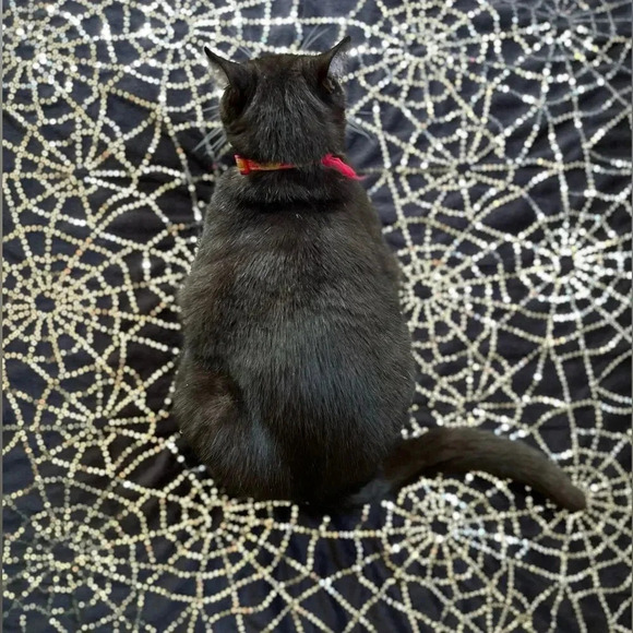 Thro by Marlo Lorenz Halloween Spiderweb Sequin Plush Throw Blanket 60”x50” - Picture 3 of 7